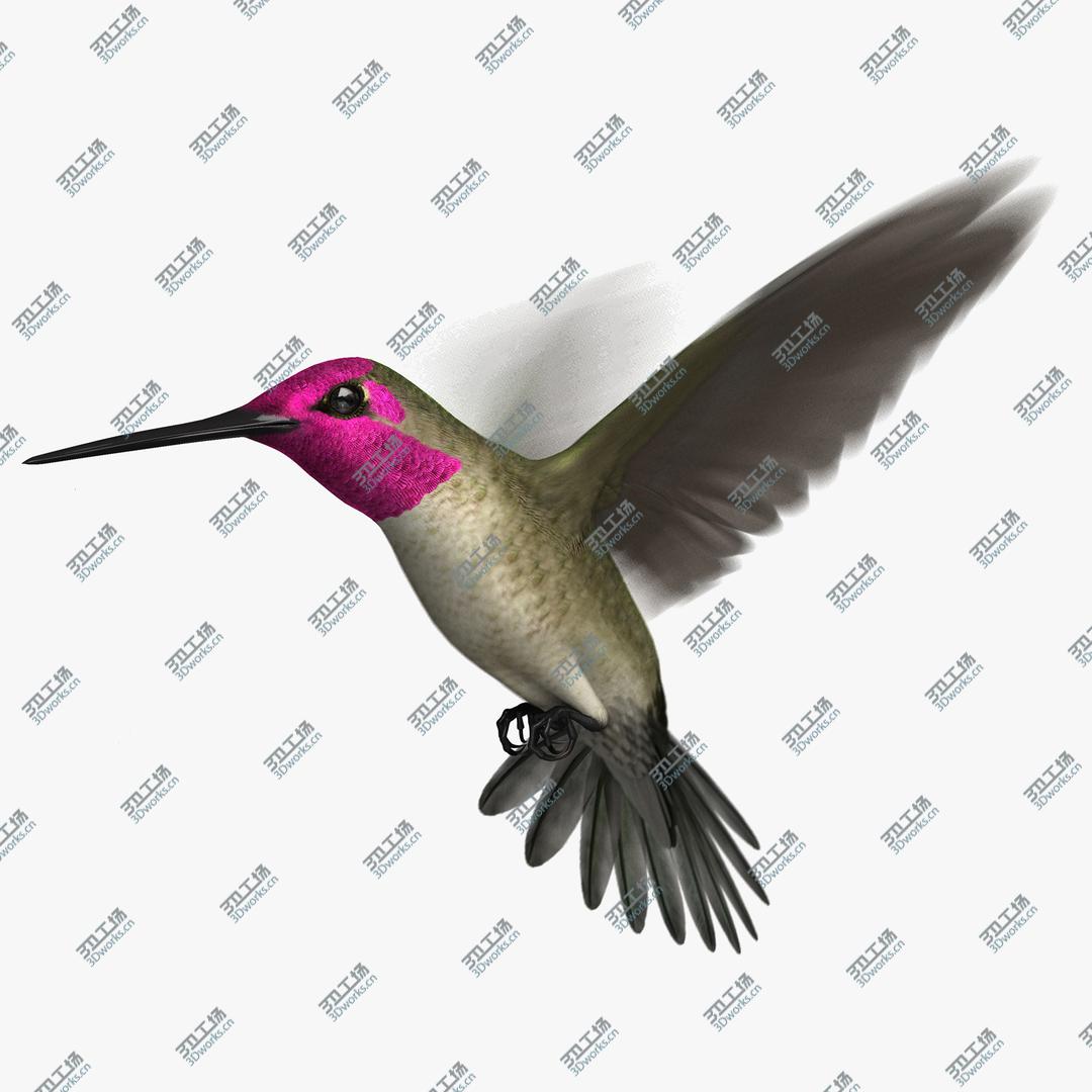 images/goods_img/202105071/3D Anna's Hummingbird (Animated) model/1.jpg